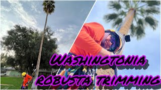 How to Prune Washingtonia Robusta Mexican Fan Palm Trimming 65ft [upl. by Eleanore526]