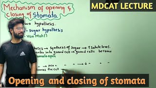 Mechanisms Of Opening and closing of stomata  NMDCAT 2021 [upl. by Alih]