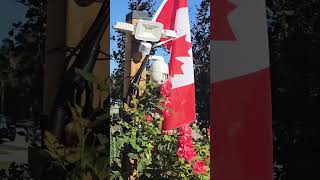 10K  🇨🇦 Walking tour of Celebrate 🎉 Canada Day 2024 walking canadaday canada [upl. by Liakim]