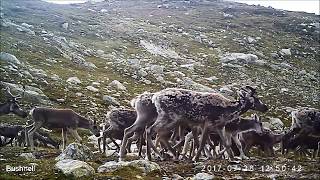 Villrein Hardangervidda trail cam III 2017ReindeerRentier [upl. by Pedersen233]