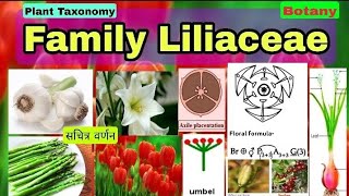 Family LiliaceaePlant taxonomy Floral Characters Floral Formula Fruits Biology LT TGT PGT [upl. by Bealle268]