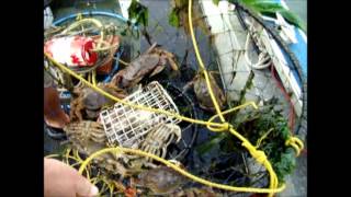 Crabbing in Grays Harbor Bay  Ocean Shores WA [upl. by Odraboel]