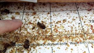 Urban Beekeeping  27 Varroa mite screened bottom board explanation how to do quadrant counts [upl. by Fassold]