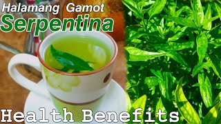 How to Make Serpentina Tea  Health Benefits of Serpentina  Paano gumawa ng Serpentina tea [upl. by Garnett39]