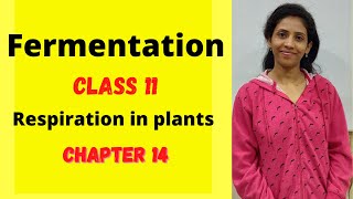 Fermentation class 11 biology  Chapter 14  Respiration in plants  NCERT  One biology [upl. by Camala505]