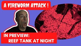 A fireworm attack filmed in a reef tank [upl. by Iidnarb]