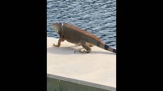 Largest Lizard Tuatara Please follow me for wildlife videos lizard tuatara newzealand animals [upl. by Kalfas]