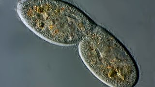 Paramecium Teilung [upl. by Rednasyl]