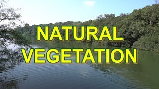 Natural vegetation in India  Class 9 and 11 NCERT [upl. by Euk]