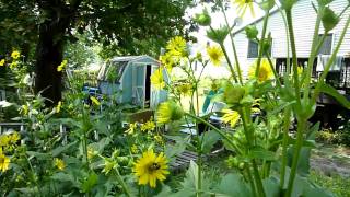 Cup Plant Silphium perfoliatum [upl. by Pears]