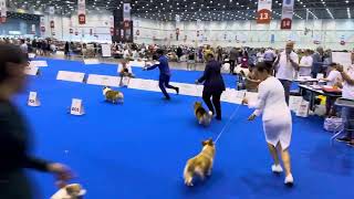 WORLD DOG SHOW 2023 GENEVA  Pembroke Welsh Corgi Best of Breed Winner Dalbong from Philippines [upl. by Nwahsem]