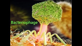 Lecture 5 Bacteriophage [upl. by Merrielle652]