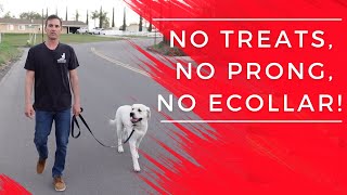 Stop leash pulling fast No ecollar no prong no treats [upl. by Nangem]