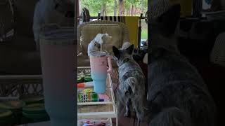 Doggies listening amp barking at their Arch Nemesis schnoodlelove doggytampt acd dogtalk doglife [upl. by Aneertak]