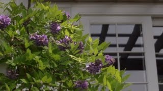 Growing Wisteria  At Home With P Allen Smith [upl. by Adnocahs]