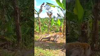 🔴Hama monyet kena jerat di kebun pisang [upl. by Nonregla]