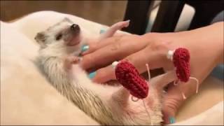 CUTEST HEDGEHOG EVER  COMPLICATION  2017  PART 1 [upl. by Atnomed]