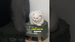 ekspresi kucing ini ketika pemiliknya bawel [upl. by Marte783]