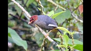 Chestnuthooded Laughingthrush 栗頭噪鶥 [upl. by Leotie]