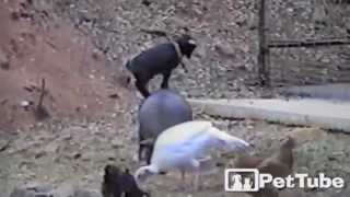 The Pig and the Jumping Kid  PetTube [upl. by Arias]