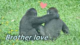 Lovely brotherhood  Gorilla Jabali and Ringo  可愛的兄弟玩耍 [upl. by Meilen]