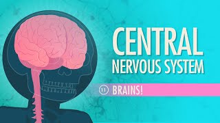 Central Nervous System Crash Course Anatomy amp Physiology 11 [upl. by Mord]