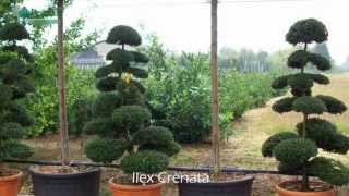 Ilex Crenata  Japanese Holly [upl. by Heintz207]