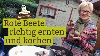 Rote Beete richtig ernten und kochen [upl. by Kassey]