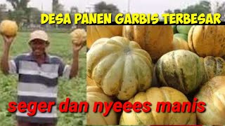 Desa penghasil buah garbis di lamongan bikin kemecer [upl. by Eisele]