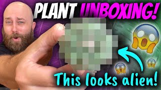 Rare Plant Unboxing  Philodendron Agave Cacti [upl. by Conrade117]