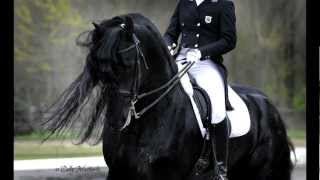 KFPS Approved Friesian Stallion Alert 475 Sport [upl. by Ennazor]