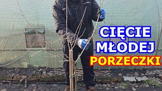 Cięcie młodej Porzeczki na Pniu Porzeczka czarna czerwona biała Porzeczkoagrest cięcie amatorskie [upl. by Drolyag619]