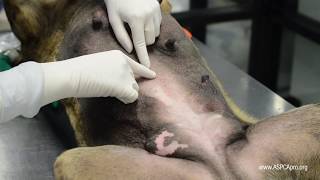 SpayNeuter Surgery Incision Placement [upl. by Hagerman]