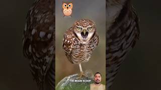 owl crowfacts birds yt Sunilnegi786v6h [upl. by Ashbey]