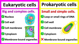 Prokaryotes vs Eukaryotes [upl. by Thurmann]