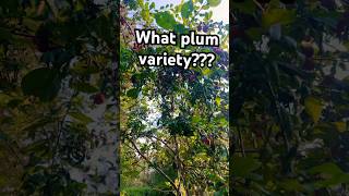 Plum variety mystery garden fruit permaculture [upl. by Ahsenhoj390]