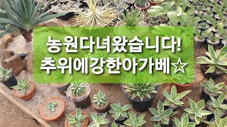 인장이삼촌 농원다녀왔습니다아름다운아가베입고용설란마지나타세설금왕비뇌신금agaveamericanamarginata potatorum [upl. by Schurman]