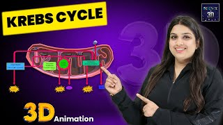 Krebs Cycle 3D Animation  Science in 3D [upl. by Olegnaleahcim]