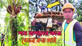 Malaysia palm oil plantation work salary money  প্রবাসীরা পাম বাগানে কাজ করে কত টাকা বেতন পাই [upl. by Pendergast]