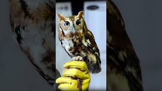 Eastern Screech Owl Sound Video Short North America Nature Sounds [upl. by Alrac127]