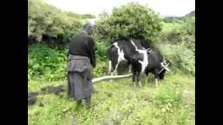 Rural agriculture life in bhutan  Bokkhim [upl. by Llener]