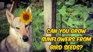 Can you grow sunflowers from bird seeds [upl. by Wilfrid]