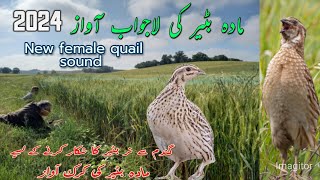 female quail sounds 2024  new Madi Batair ki Awaz 2024 [upl. by Eelyah]