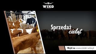 Sprzedaż cieląt Strzyżew Wiko [upl. by Llehcear]