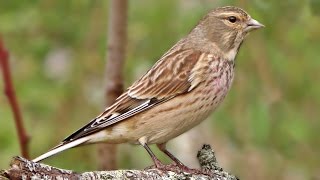 Linnet Bird Close Up in My Garden [upl. by Winslow]