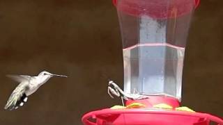 Praying mantis hunting hummingbirds 300fps [upl. by Oech]