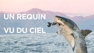 Un requin vu du ciel  le mois des requins [upl. by Luce]