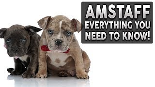 AMERICAN STAFFORDSHIRE TERRIER 101 Everything You Need To Know About Owning a AMSTAFF Puppy [upl. by Starobin]