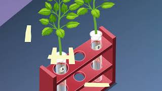 STUDY OF PHOTOTROPISM AND GEOTROPISM IN PLANTS [upl. by Atahs]