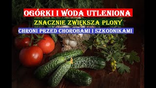 OGÓRKI I WODA UTLENIONA  ZWIĘKSZA PLONY CHRONI PRZED CHOROBAMI I SZKODNIKAMI [upl. by Savill790]